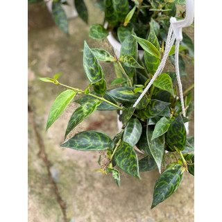 Chậu Treo Mini Mắt Nai (Má Đào Sọc) - Aeschynanthus - Dễ chăm sóc, thích hợp trang trí ban công - Vườn Như Ngọc