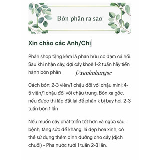 Chậu Treo Mini Mắt Nai (Má Đào Sọc) - Aeschynanthus - Dễ chăm sóc, thích hợp trang trí ban công - Vườn Như Ngọc