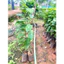 Cây giống Mãng Cầu Xiêm, Mãng Cầu Gai, Na Xiêm, Na Gai (mua 10 tặng 1)