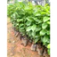 Cây giống Mãng Cầu Xiêm, Mãng Cầu Gai, Na Xiêm, Na Gai (mua 10 tặng 1)