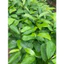 Cây giống Mãng Cầu Xiêm, Mãng Cầu Gai, Na Xiêm, Na Gai (mua 10 tặng 1)