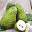 Cây giống Mãng Cầu Xiêm, Mãng Cầu Gai, Na Xiêm, Na Gai (mua 10 tặng 1)