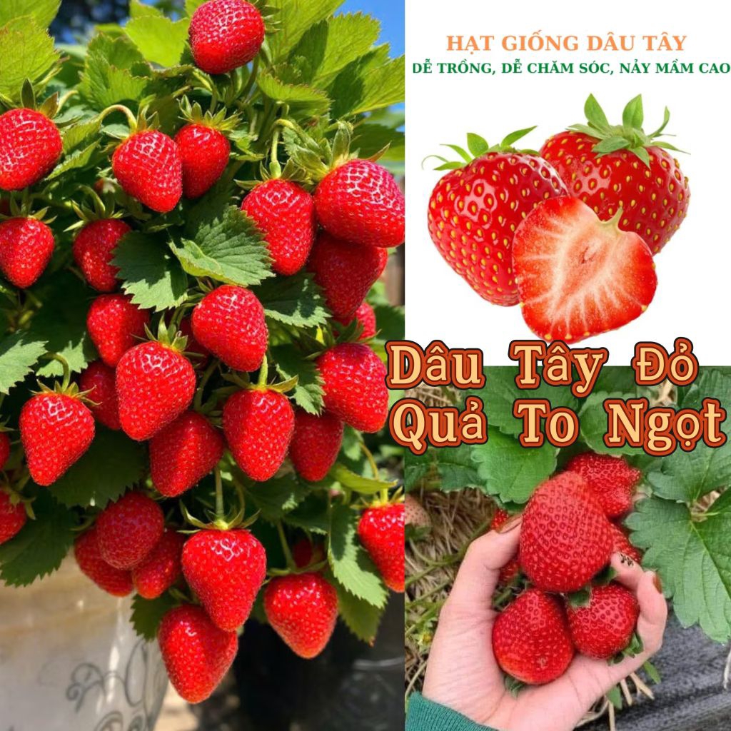 200 Hạt Giống Dâu Tây Đỏ Mỹ 💯 Quả Lớn, Siêu Quả Rất Dễ Trồng