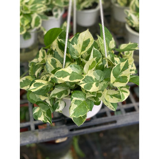 Chậu trang trí Ngọc Thuỷ (Njoy pothos) - trang trí phòng khách, ban công, sân vườn, văn phòng, dễ chăm - Vườn Như Ngọc