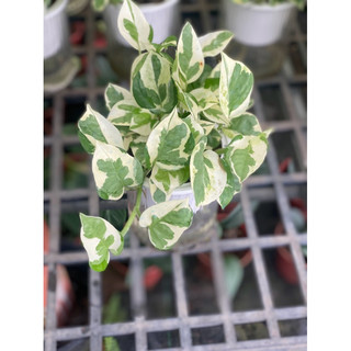 Chậu trang trí Ngọc Thuỷ (Njoy pothos) - trang trí phòng khách, ban công, sân vườn, văn phòng, dễ chăm - Vườn Như Ngọc