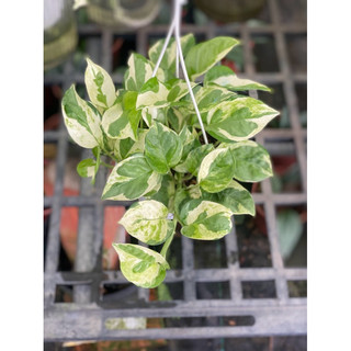Chậu trang trí Ngọc Thuỷ (Njoy pothos) - trang trí phòng khách, ban công, sân vườn, văn phòng, dễ chăm - Vườn Như Ngọc