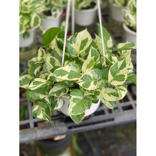 Chậu trang trí Ngọc Thuỷ (Njoy pothos) - trang trí phòng khách, ban công, sân vườn, văn phòng, dễ chăm - Vườn Như Ngọc