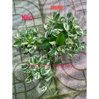Chậu trang trí Ngọc Thuỷ (Njoy pothos) - trang trí phòng khách, ban công, sân vườn, văn phòng, dễ chăm - Vườn Như Ngọc