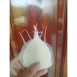 Set 50 xương lá bồ đề tặng 2 lá