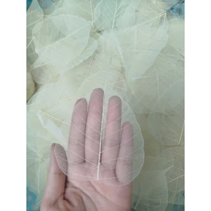 Set 50 xương lá bồ đề tặng 2 lá