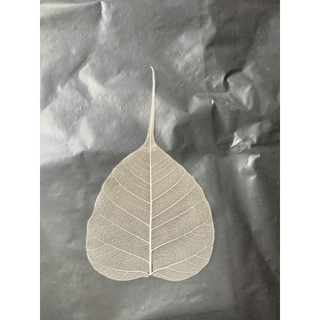 Set 50 xương lá bồ đề tặng 2 lá