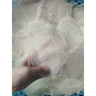 Set 50 xương lá bồ đề tặng 2 lá
