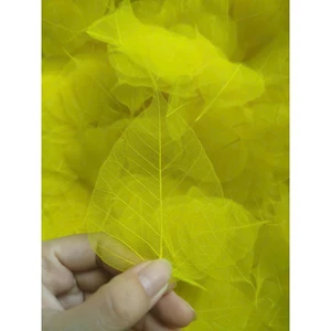set 10 Xương lá bồ đề nhuộm vàng tự nhiên size vừa điện thoại