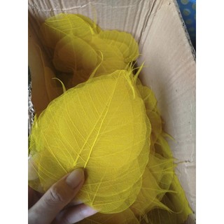[sz vừa] Set 10 xương lá bồ đề nhuộm vàng tự nhiên size vừa