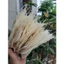 Set 10 xương lá bồ đề khô tự nhiên size to