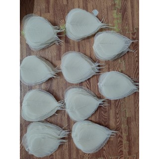 [sz to] Set 10 xương lá bồ đề khô tự nhiên size to
