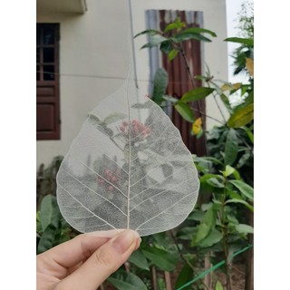 [sz vừa] Set 10 xương lá bồ đề khô tự nhiên size vừa