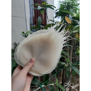 [sz to] Set 10 xương lá bồ đề khô tự nhiên size to