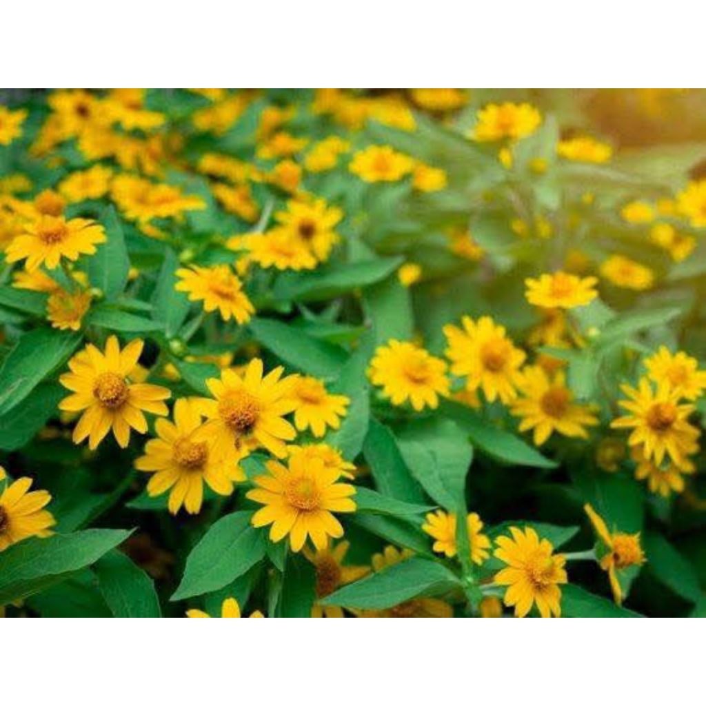 50 Hạt Giống Hoa Cúc Mặt Trời Thái 💕Siêu Bông Cực Xinh Rất Dễ Trồng