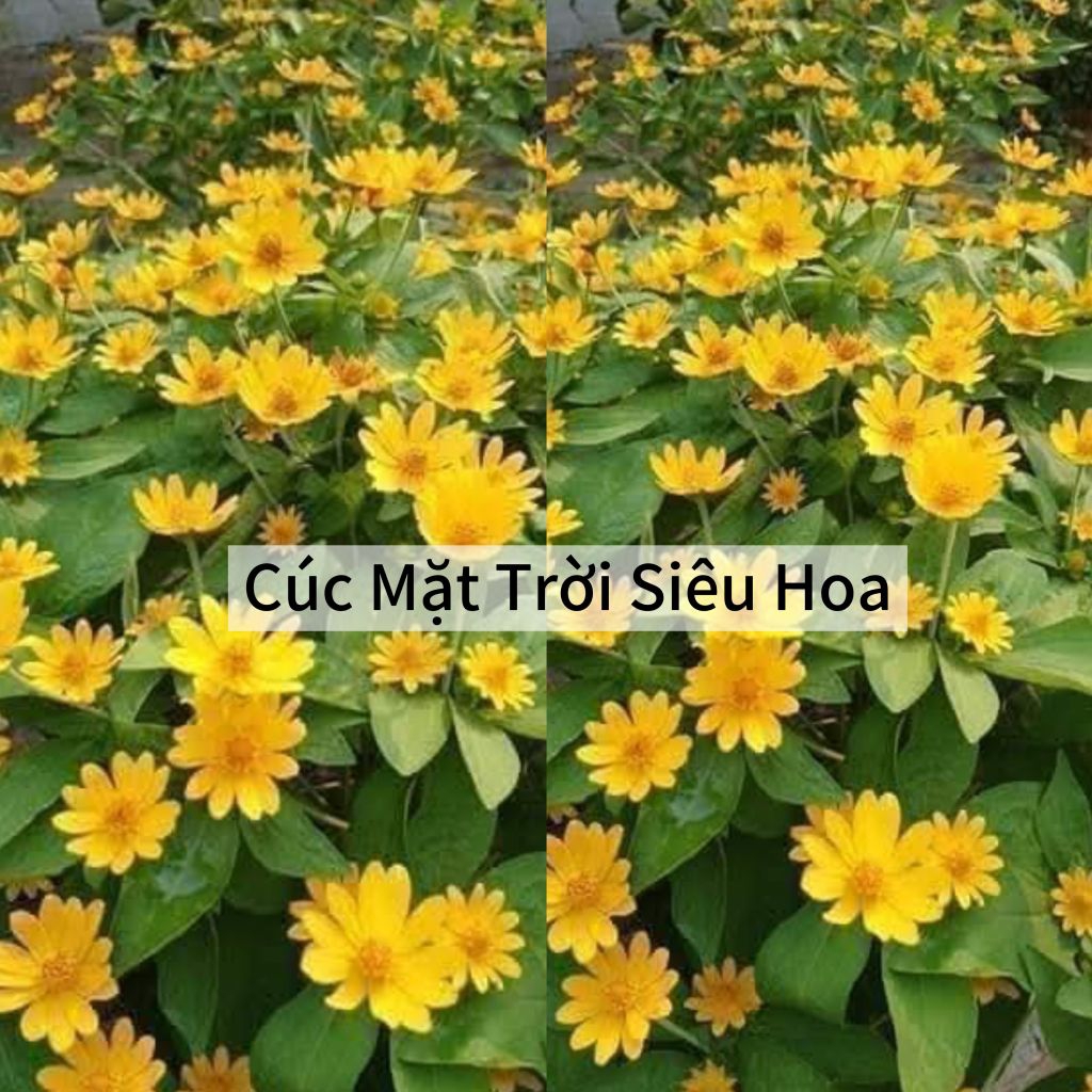 50 Hạt Giống Hoa Cúc Mặt Trời Thái 💕Siêu Bông Cực Xinh Rất Dễ Trồng