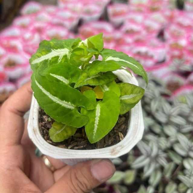 chậu trầu xanh mini setup terrarium,bán can