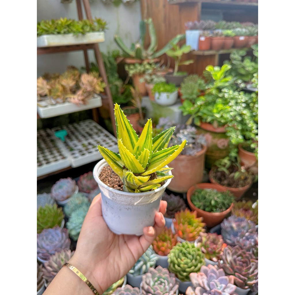 Xương rồng Aloe - Xương rồng Hàm cá mập - Xương rồng Aloe Var | Shopee ...