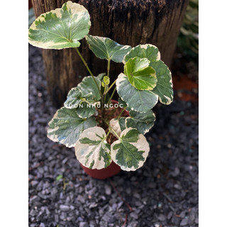 Chậu mềm Đinh Lăng Cẩm Thạch lá to - trồng hồ, decor, bonsai, trang trí đẹp, dễ chăm sóc - Vườn Như Ngọc