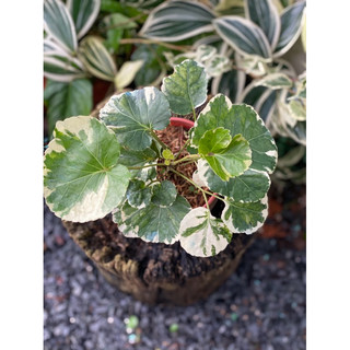 Chậu mềm Đinh Lăng Cẩm Thạch lá to - trồng hồ, decor, bonsai, trang trí đẹp, dễ chăm sóc - Vườn Như Ngọc
