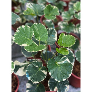 Chậu mềm Đinh Lăng Cẩm Thạch lá to - trồng hồ, decor, bonsai, trang trí đẹp, dễ chăm sóc - Vườn Như Ngọc