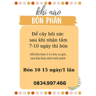Chậu mềm Đinh Lăng Cẩm Thạch lá to - trồng hồ, decor, bonsai, trang trí đẹp, dễ chăm sóc - Vườn Như Ngọc
