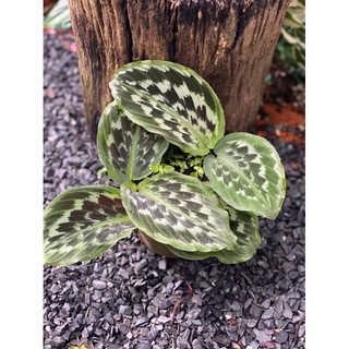 Chậu mềm Calathea Merak - Đuôi công vảy cá - Decor đẹp, phong thuỷ, trồng được trong nhà - Vườn Như Ngọc