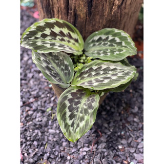 Chậu mềm Calathea Merak - Đuôi công vảy cá - Decor đẹp, phong thuỷ, trồng được trong nhà - Vườn Như Ngọc