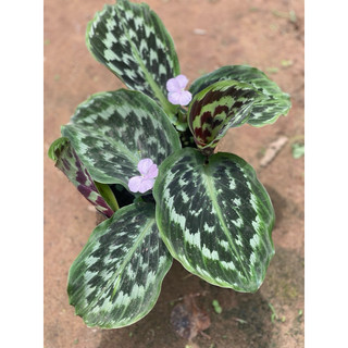 Chậu mềm Calathea Merak - Đuôi công vảy cá - Decor đẹp, phong thuỷ, trồng được trong nhà - Vườn Như Ngọc
