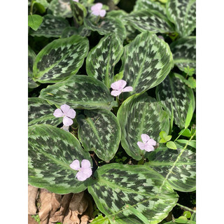 Chậu mềm Calathea Merak - Đuôi công vảy cá - Decor đẹp, phong thuỷ, trồng được trong nhà - Vườn Như Ngọc