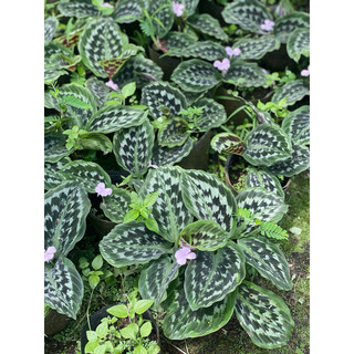 Chậu mềm Calathea Merak - Đuôi công vảy cá - Decor đẹp, phong thuỷ, trồng được trong nhà - Vườn Như Ngọc