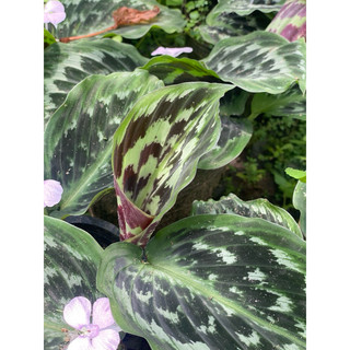 Chậu mềm Calathea Merak - Đuôi công vảy cá - Decor đẹp, phong thuỷ, trồng được trong nhà - Vườn Như Ngọc