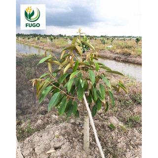AMINO PHÁP BUNG ĐỌT- XANH LÁ-KÍCH BÔNG- LỚN TRÁI - KÍCH RỄ - BUNG CHỒI - TO ĐÒNG -CHẮC CẬY