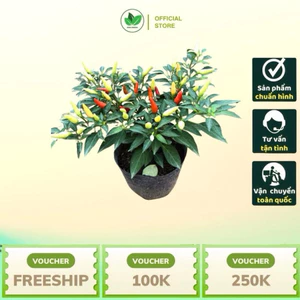 Cây Ớt Chỉ Thiên Trồng Bịch – Trang Trí Sân Vườn Ban Công, Dễ Trồng, Ra Trái Đẹp