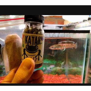 Cám nhái Katak hạt 1.4mm phát triển vây kỳ với 95% nhái tươi và khoán, Axanhthin phù hợp phom Lóc lạnh và Vảy rồng4-15cm