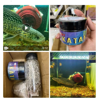 Cám nhái Katak hạt 1.4mm phát triển vây kỳ với 95% nhái tươi và khoán, Axanhthin phù hợp phom Lóc lạnh và Vảy rồng4-15cm