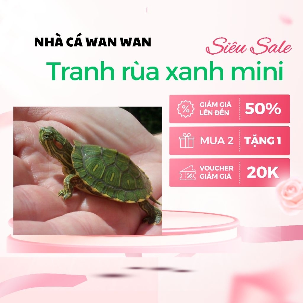 tranh dán tường rùa xanh mini rùa cảnh đẹp | Shopee Việt Nam
