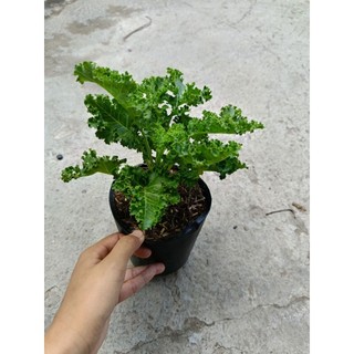 Chậu cây cải Kale( cải xoắn)