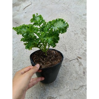 Chậu cây cải Kale( cải xoắn)
