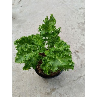Chậu cây cải Kale( cải xoắn)