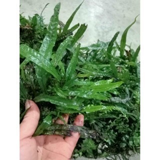 dương xỉ philip siêu hiếm setup bể thủy sinh, cá cảnh