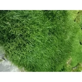 vỉ rêu java  siêu rẻ || Rêu Gắn Bonsai, gắn layout thuỷ sinh, bể cá cảnh