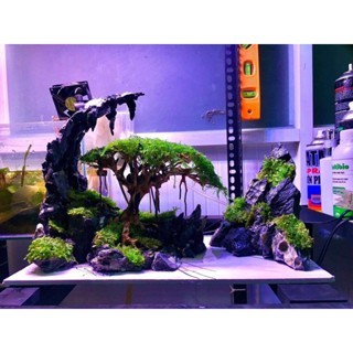 vỉ rêu java  siêu rẻ || Rêu Gắn Bonsai, gắn layout thuỷ sinh, bể cá cảnh