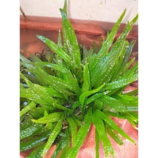 dương xỉ java trang trí bể thủy sinh không cần co2