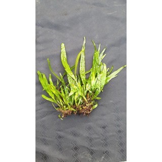 dương xỉ java trang trí bể thủy sinh không cần co2