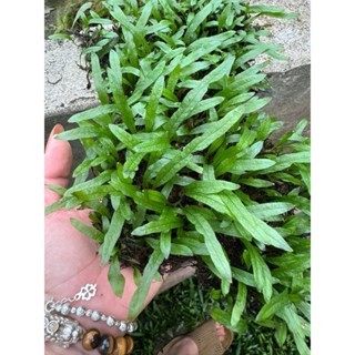 Dương xỉ Java Trident – Dạng lá ba chạc, mọc rậm, siêu đẹp cho hồ thủy sinh.